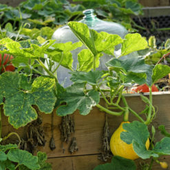 Les Echasses Potager